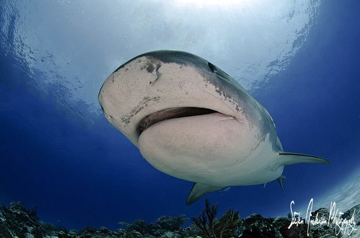 Emma the Tiger Shark makes her grand appearance at Tiger ... by Steven Anderson 