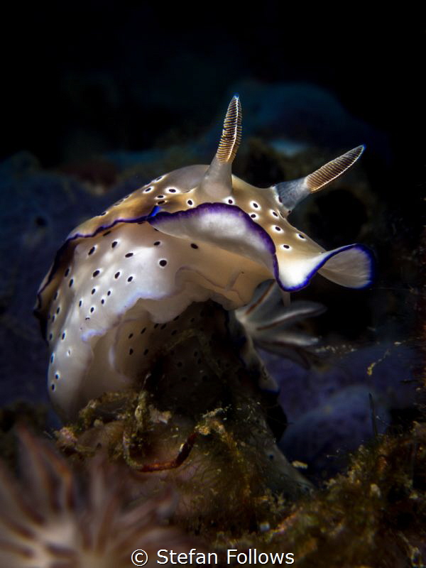 Reach ... Nudibranch - Hypselodoris tryoni. Ang Thong, Gu... by Stefan Follows 