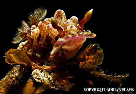nudi's got the hump, Ponta Do Ouro Mozambique by Adrian Slack 