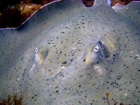 Atlantic Ocean, Spotted Eagle Ray. by Ryan Stafford 