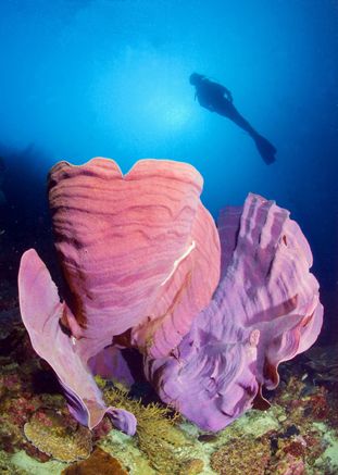 Elephant ears:Nikon D100, 10,5 wide lens, Two strobo by Marchione Giacomo 
