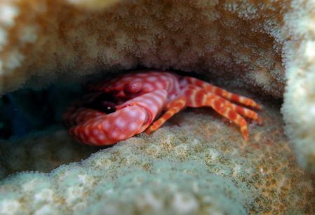 crab in coral off hawaii kai, oahu by Elizabeth Chase 