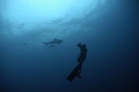 This image of two Zambezi (Bull) Sharks was taken at arou... by Roger Horrocks 