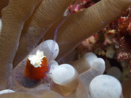 Shrimp/ Mushroom coral. c5060 light and motion housing Ma... by Joshua Miles 