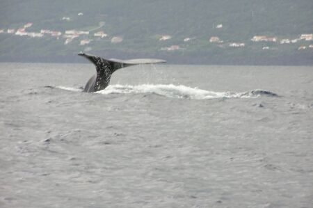 Spermwhale with Pico island as background by David Abecasis 