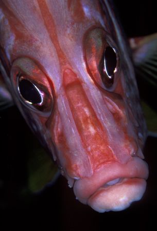 Squirrelfish portrait. Taken with a custom ringflash usin... by Len Deeley 