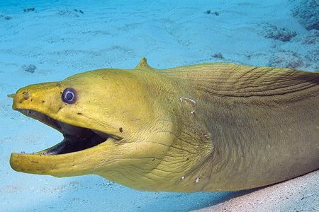 Smiling green moray, Cayman Islands. Photo taken with Fuj... by Stuart Spechler 