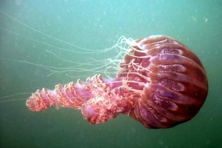 Black Sea Nettle - La Jolla, CA. by Dallas Poore 