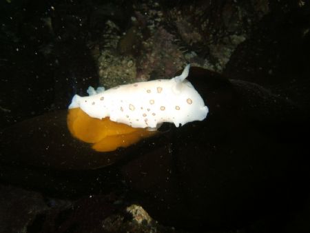 Ringed Doris taken with fuji f810 with on board flash onl... by Christine Hind 