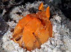 Orange mantis shrimp. D70, 105mm.
kapalai,sabah,malaysia. by Frankie Tsen 
