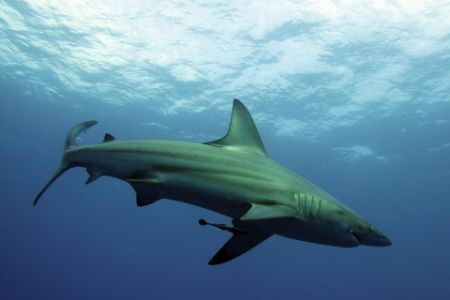 BlackTip Shark, Pinnacles, Ponta Mamoli, taken with Canon... by Roger Horrocks 