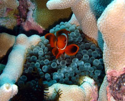 Anenome Fish protecting home. Great Barrier Reef 2006. by Jeffrey M Owen 