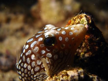 Hawaiian Whitespotted Toby sitting on coral. Night dive o... by Jeffrey M Owen 