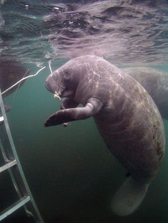 (Straight Up Manatee) Camera olympus c-5050, ikelite hous... by Ray Eccleston 