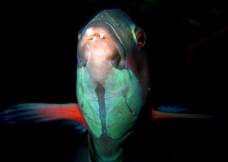 Sandager's Wrass
Poor Knights Islands New zealand
Canon... by Jayne Dennis 