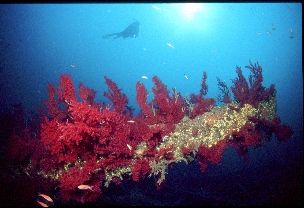Dalton wreck, Planier Island; Marseille, Mediterraneen se... by Jean-Claude Zaveroni 