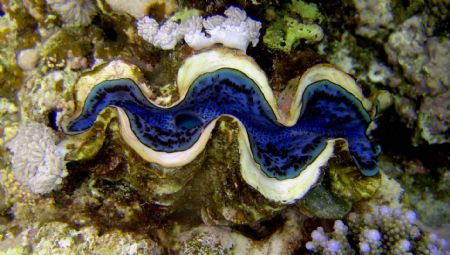 Bright Blue Clam by Ryan Stafford 