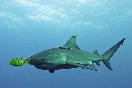 This Zambezi shark was clearly irritated by the presence ... by Roger Horrocks 