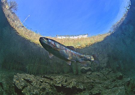Trout in shallows.
Capernwray.
F90X,16mm.400ASA. by Mark Thomas 