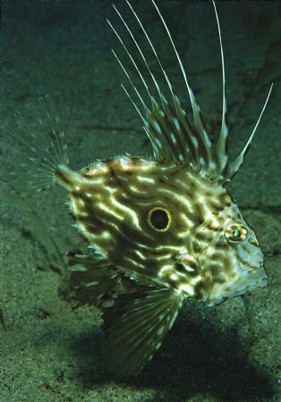 Zeus Faber, Sardinia (Italy),
Aquatica N90, double Sea&s... by Luciano Gutierrez 