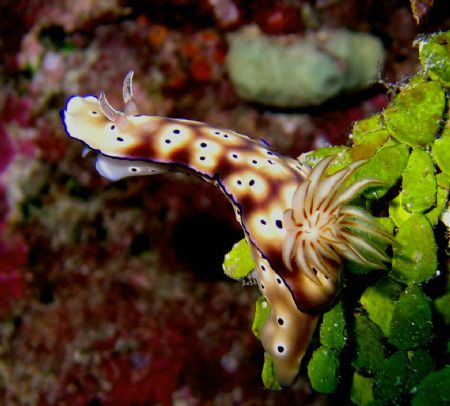 Reef Beauty of Wakatobi by Beate Krebs 