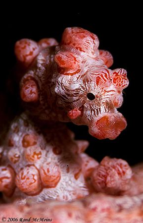 The Bar Tender. Lembeh Straits.
D2x 105mm, 2xteleconverter by Rand Mcmeins 