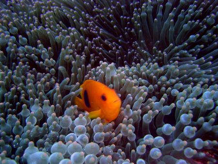 Tomatoe Anemone Fish by Ryan Stafford 