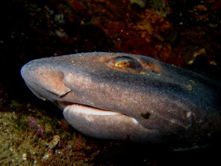 Carpet Shark
Alderman Islands
New Zealand by Jayne Dennis 