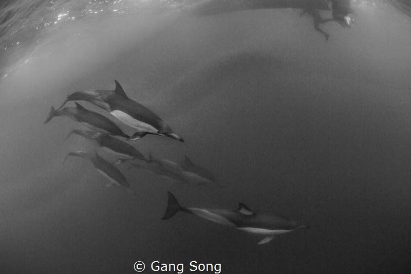 Dolphins under the boat by Gang Song 