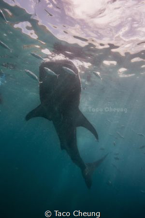 Whale Shark by Taco Cheung 