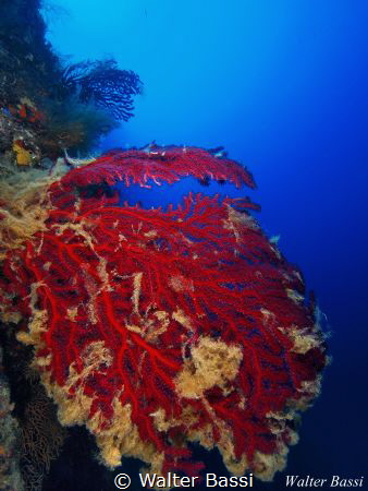 Red by Walter Bassi 