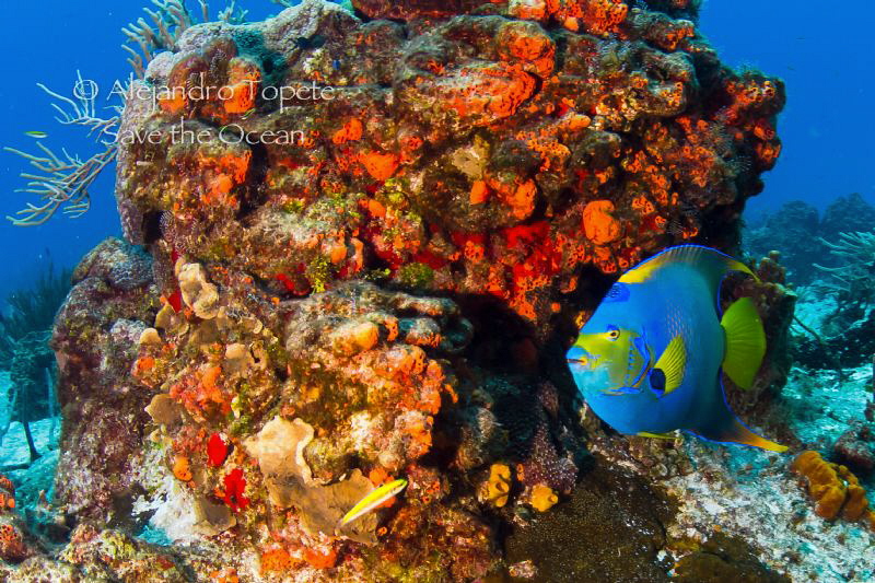 Queen Angel Fish in Cozumel by Alejandro Topete 