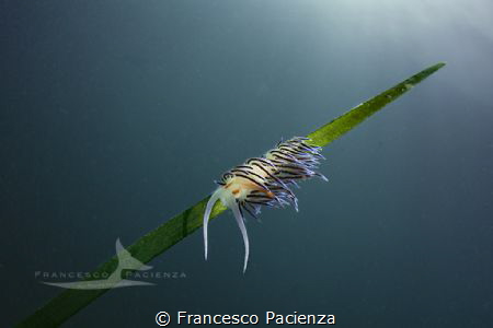 Playing with Tokina 10-17 by Francesco Pacienza 