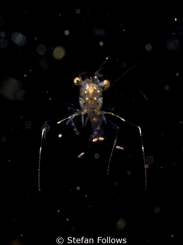 Lost in Space ... Glass Cleaner Shrimp - Urocaridella sp.... by Stefan Follows 
