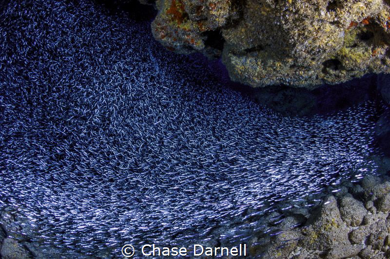 "Ride the Wave" 
They are back, lets hope they stay for ... by Chase Darnell 