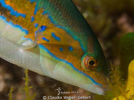 sea peacock - macro by Claudia Weber-Gebert 