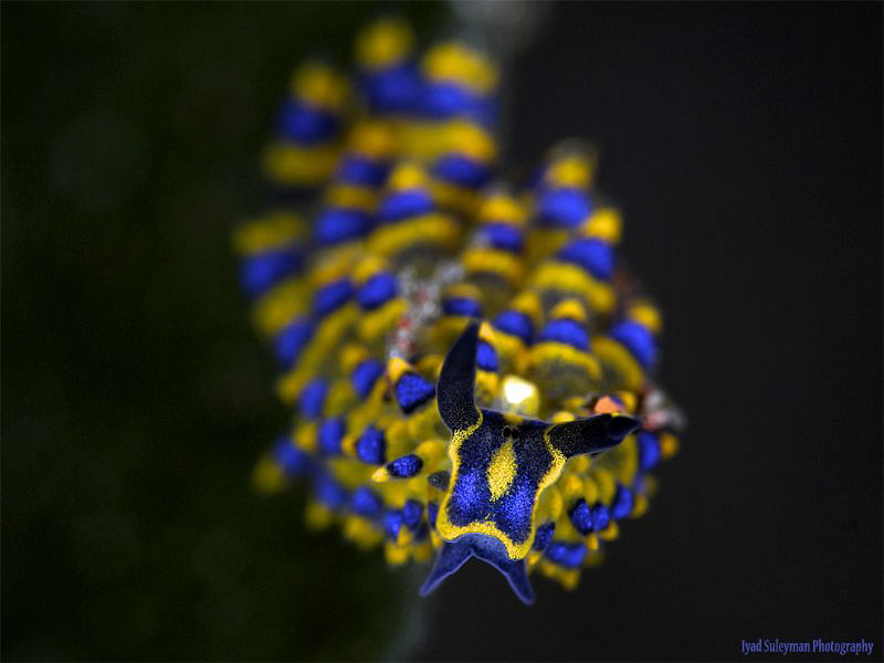 Trapania sp. Stiliger Ornatus by Iyad Suleyman 