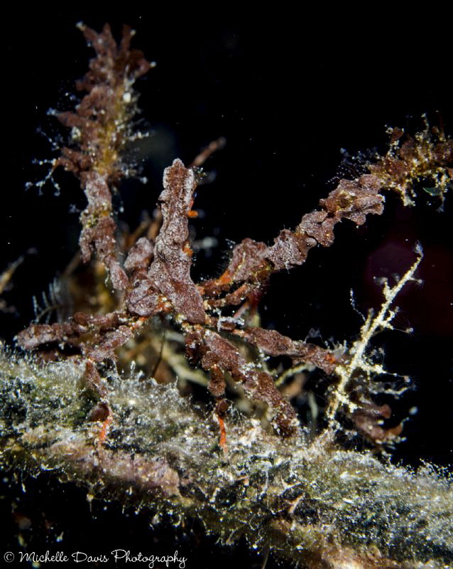 Neck Crab in defense mode by Michelle Davis 