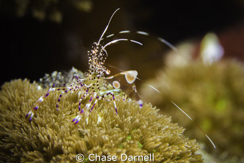 West Side, Grand Cayman by Chase Darnell 