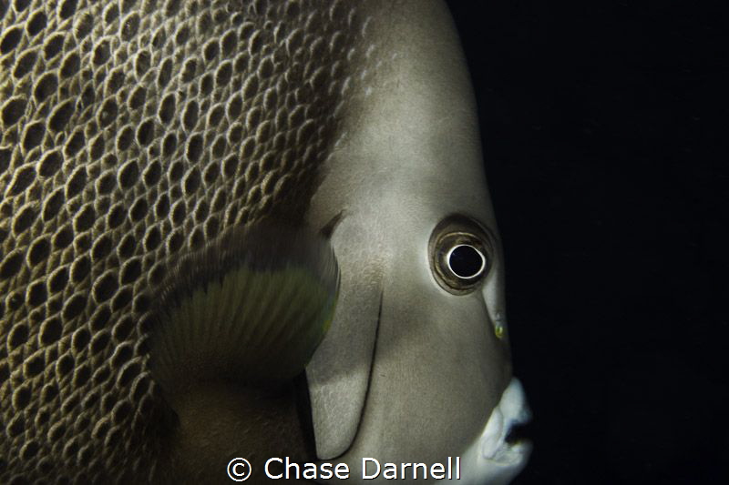 "Elegance" 
Macabuca, Grand Cayman by Chase Darnell 