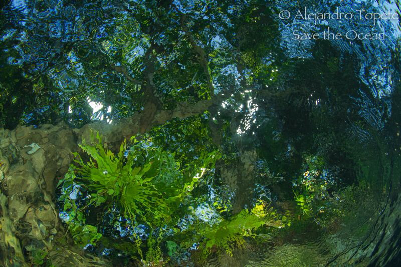 Colors in the cenote by Alejandro Topete 