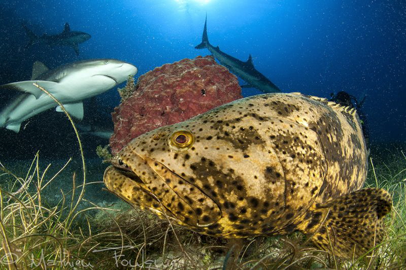 Goliath and sharks by Mathieu Foulquié 
