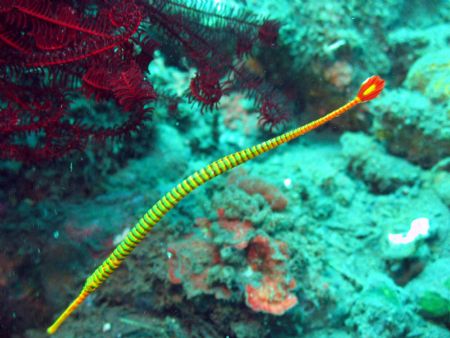 Pipefish taken at Bali, Indonesia by Dennis Siau 