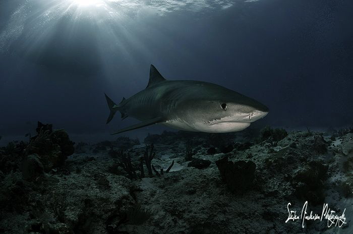 Emma makes an appearance at sunset under the Shear Water ... by Steven Anderson 