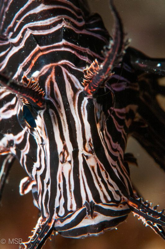 Lionfish portrait. by Mehmet Salih Bilal 