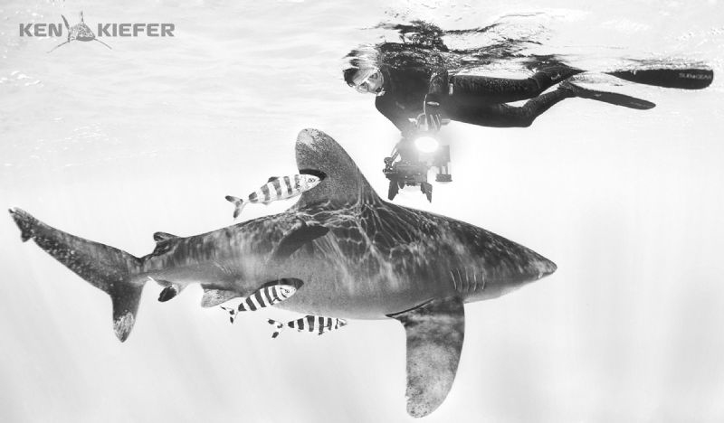 Lovely Ellen enjoying a beautiful oceanic Whitetip by Ken Kiefer 