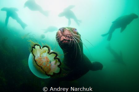 Horde of steller sea lion plays with me and jellyfish.
B... by Andrey Narchuk 