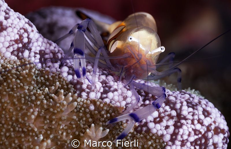 Peacock tail Shrimp by Marco Fierli 
