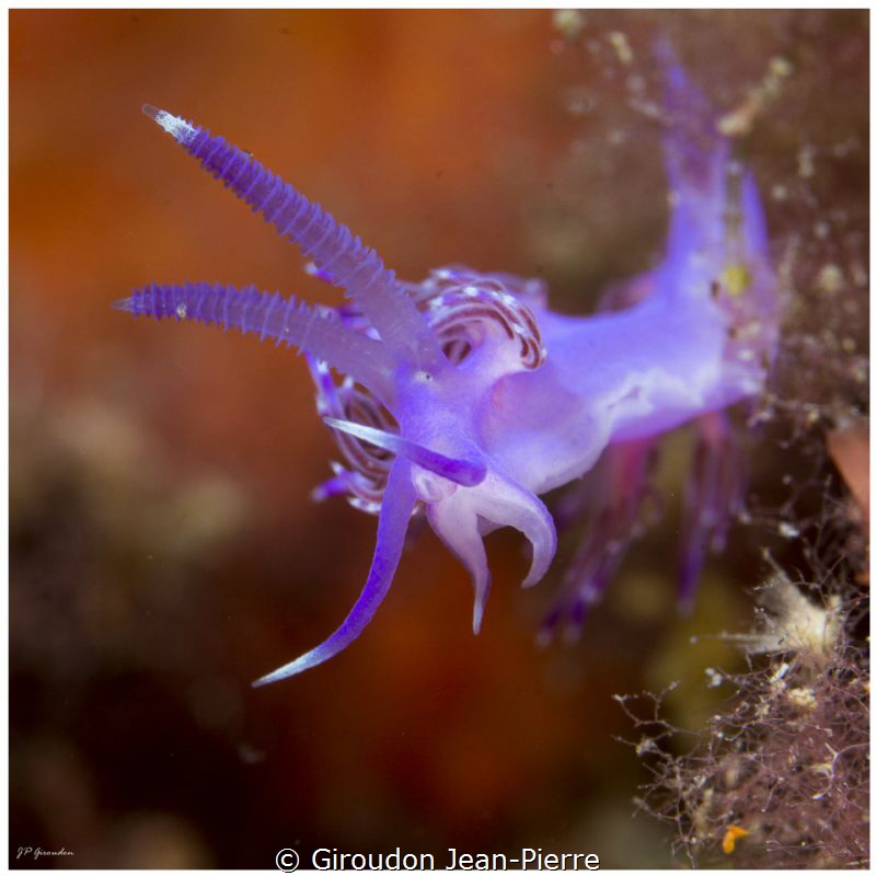 A small pink flabelina by Giroudon Jean-Pierre 