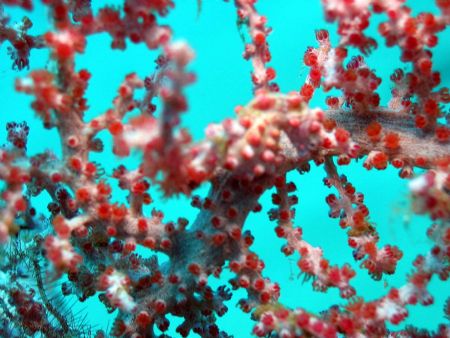 Pygmy seahorse taken at Bali, Indonesia by Dennis Siau 